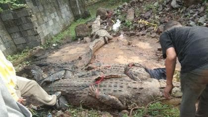 Geger! 5 Buaya Kabur dari Penangkaran di Cianjur, 1 Masuk ke Perkampungan Warga