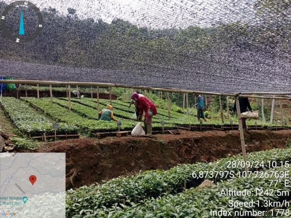 Kelompok Tani Pasir Jirak Harap Dukungan Lebih untuk Manfaatkan Potensi Pertanian Lokal