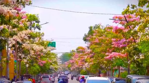 Cantiknya Saat Ribuan Pohon Tabebuya di Kota Bojonegoro Berbunga