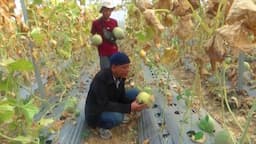 Petani Milenial di Bojonegoro, Sukses Tanam Melon Dengan Konsep Green House