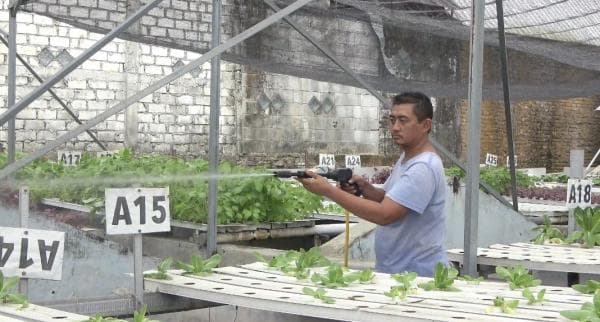 Panas Ekstrim dan Serangan Hama, Petani Sayuran hidroponik Merugi