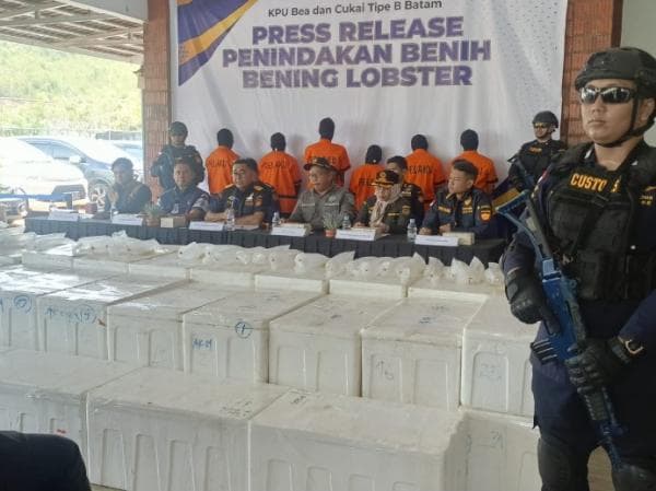 Bea Cukai Batam Buru Pemilik Benih Lobster Selundupan Bernilai Puluhan Miliar, Ini Sosoknya