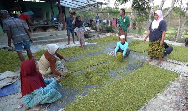 Air Lancar, Hasil Panen Tembakau Petani di Pamekasan Madura Melonjak