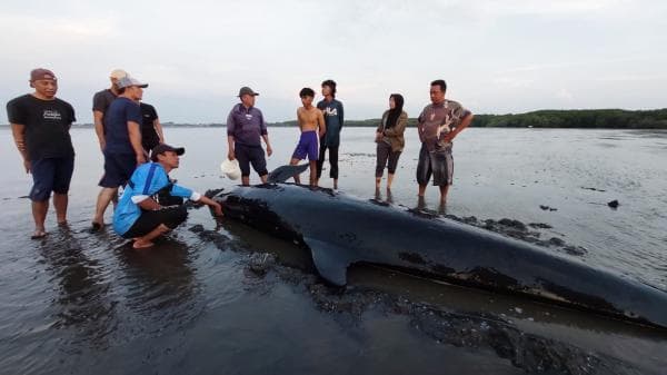 Paus Pilot Terdampar di Pantai Permata Probolinggo, Warga Berupaya Menyelamatkan