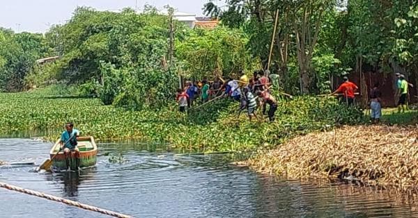 Tangani Enceng Gondok di Aliran Sungai, Dengan Padat Karya