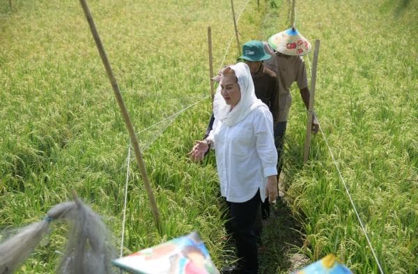 Inovasi Padi Biosalin, Pemkot Semarang Komitmen Bangun Ketahanan Pangan-Kesejahteraan Petani Pesisir