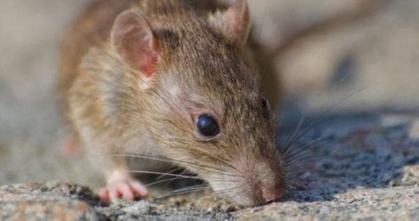 24,3 Hektar Sawah di Pasir Awi Gagal Panen Gegara Serangan Hama Tikus, Pemerintah: Tambah Rubuha