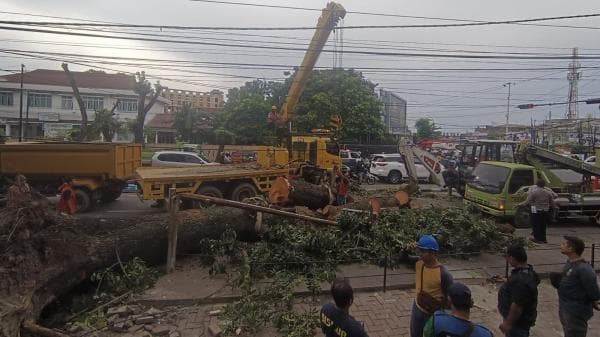 Pohon Tumbang Timpa 5 Kendaraan Bermotor di Jalan Putri Hijau Medan, 1 Orang Terluka