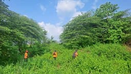 Tim SAR Gabungan Cari Kakek di Brebes yang Diduga Hilang di Tengah Ladang