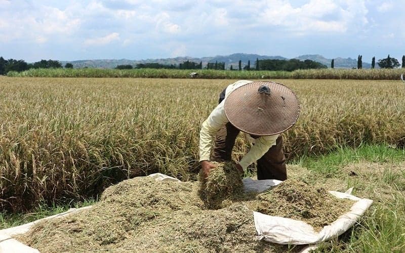 Perum Bulog Serap 908.000 Ton Beras Petani hingga September 2024