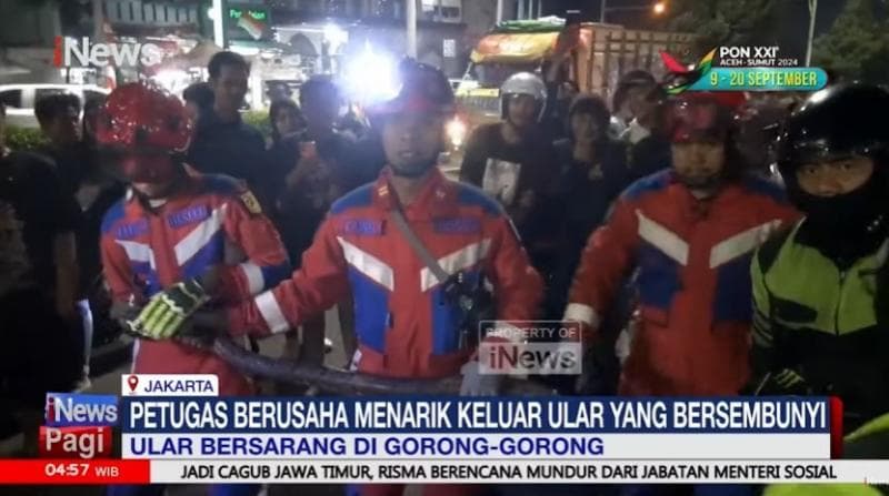 Ular Sanca Sepanjang 4 Meter Sembunyi di Gorong-Gorong Warung di Jakbar 