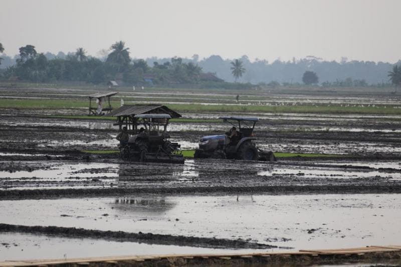 Anomali Harga Gabah pada Musim Kemarau, BPS: di Tingkat Petani dan Penggilingan Turun