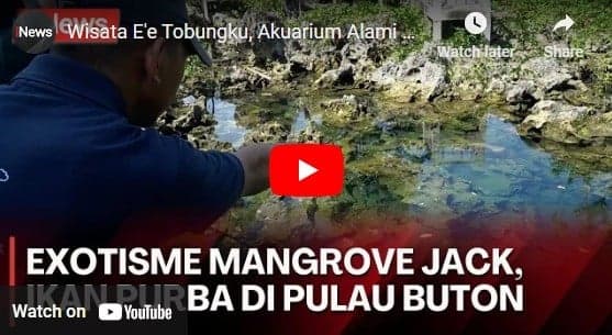 Mengintip Akuarium Alami dengan Ikan Purba yang Dikeramatkan Warga Buton