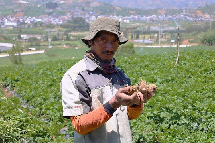 LPDB-KUMKM Dongkrak Produktivitas Petani Kentang di Dieng lewat Koperasi