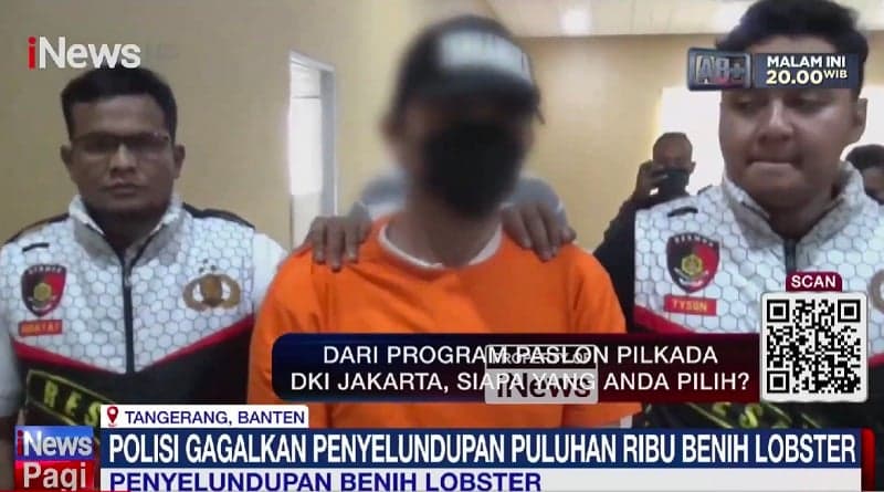 Pria asal Pandeglang Ditangkap di Bandara Soetta, Selundupkan Benih Lobster Rp3,5 Miliar