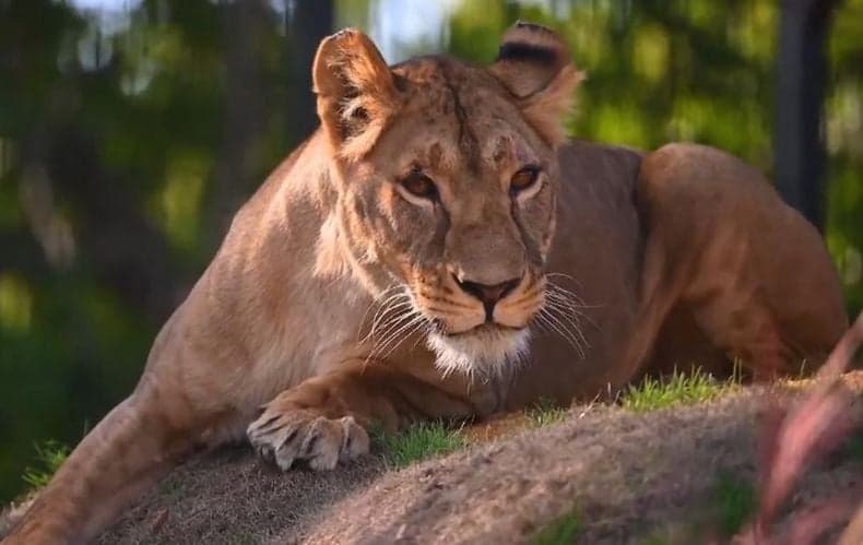 Kawanan Singa Terkam Penjaga Taman Safari hingga Tewas gegara Lupa Kunci Kandang