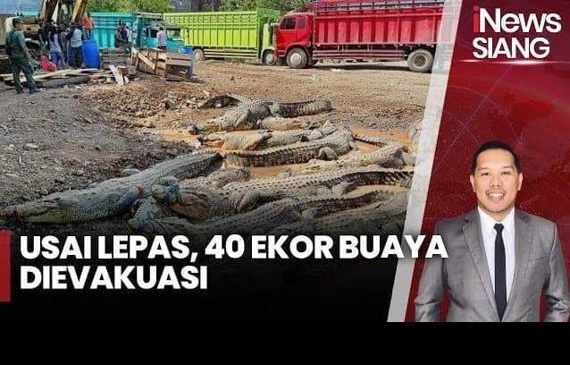 Penampakan 40 Ekor Buaya di Cianjur Akan Dipindahkan ke Penangkaran di Palembang