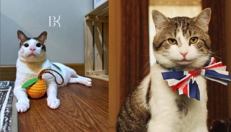 Perbandingan Kucing Istana Bobby Kertanegara dengan Larry Penghuni Kantor PM Inggis Downing Street