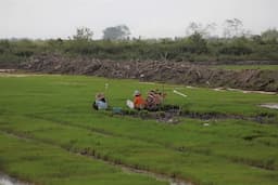 Perkuat Ketahanan Pangan, Pemerintah Luncurkan Program Cetak Sawah