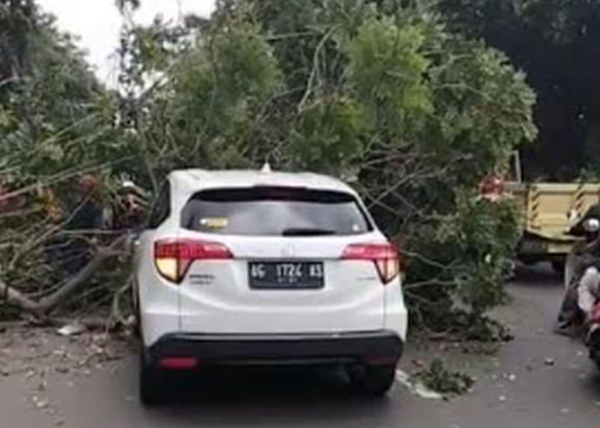 Pohon Tumbang Timpa Mobil di Cilandak Jaksel, Korban Jiwa Nihil