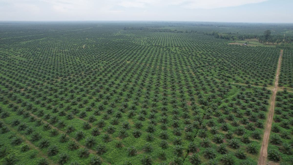 Laba Unaudited PalmCo Tembus Rp6 Triliun di 2025, Produksi TBS Sawit 20,6 Ton