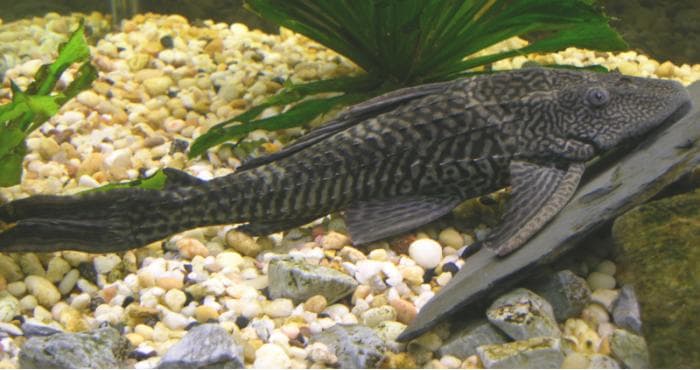Viral Pembasmian Ikan Sapu-Sapu, Ini 5 Fakta yang Jarang Diketahui