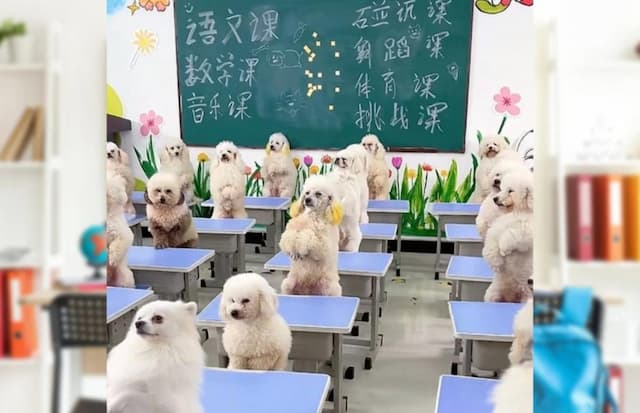 Viral! Wanita Ini Habiskan Rp26 Juta per Bulan untuk Sekolahkan Anjing