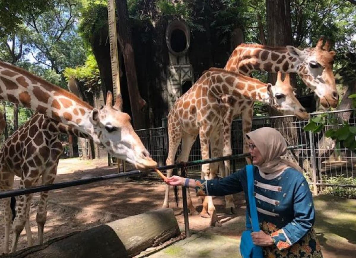 Ragunan Bakal Tambah Jadwal Buka hingga Malam Hari di Libur Panjang Paskah