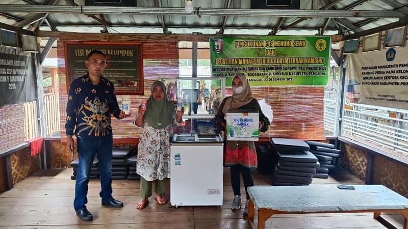 UMKM Susu Kambing Ras Farm Tumbuh Pesat BerkatKUR BRI, Tembus Seratus Ekor