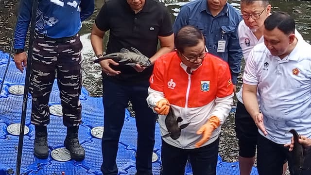 Pramono Ungkap Ikan Sapu-Sapu Pura-Pura Lemas saat Ditangkap, padahal Invasif