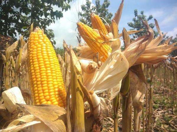 Produksi Jagung 2025 Naik 6,44 Persen, Tembus 16,11 Juta Ton hingga Desember 2025