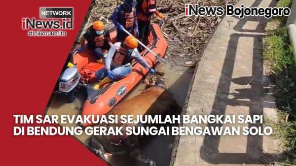 Video - Tim SAR Evakuasi Bangkai Sapi di Bendung Gerak Sungai Bengawan solo, Terpapar PMK?