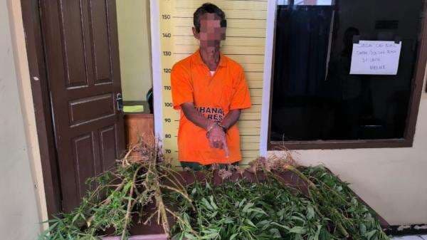 Polisi Ciduk Pemilik 15 Batang Pohon Ganja di Taput, Terungkap Akibat Laporan Penganiayaan