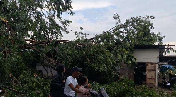 Video Pohon Tumbang di Jalan Perumnas Komplek Elit Galuh Mas, Bikin Macet dan Timpa Bangunan Warga Video Pohon Tumbang di Jalan Perumnas Komplek Elit Galuh Mas, Bikin Macet dan Timpa Bangunan Warga