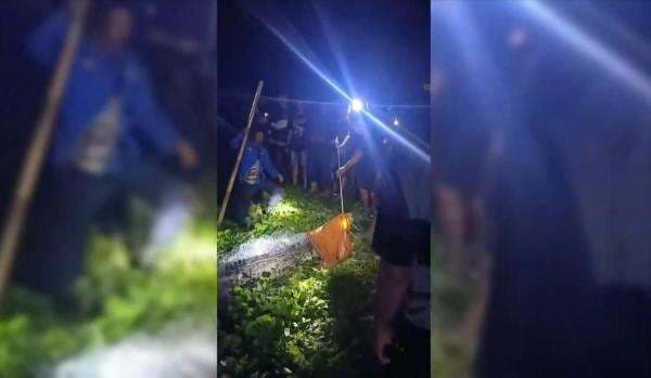 Dramatis! Evakuasi Buaya 3,5 Meter di Barru, Gunakan Jaring Tradisional Dramatis! Evakuasi Buaya 3,5 Meter di Barru, Gunakan Jaring Tradisional