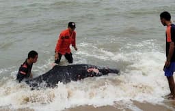 Paus Pilot Terdampar di Pantai Sumur 7 Bangka Tengah, Kondisi Luka-Luka