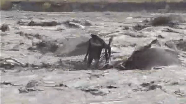 Detik-Detik Penambang Pasir Terjebak Banjir Lahar Semeru