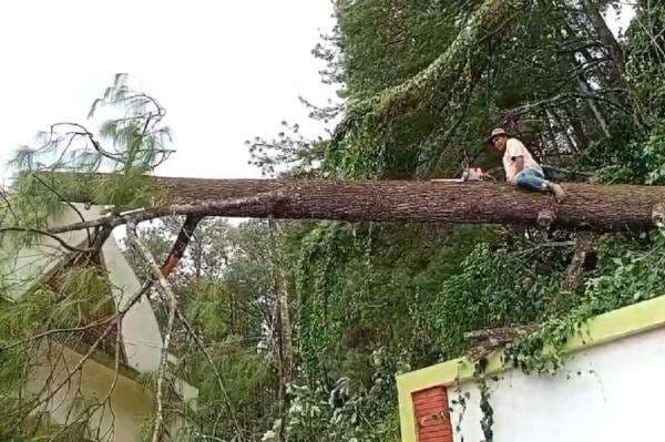 Pohon Tumbang Timpa Peziarah di Gunung Tidar Magelang, 1 Orang Tewas 4 Terluka