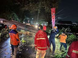 Sejumlah Pohon Tumbang Akibat Hujan Deras dan Angin Kencang di Kendal