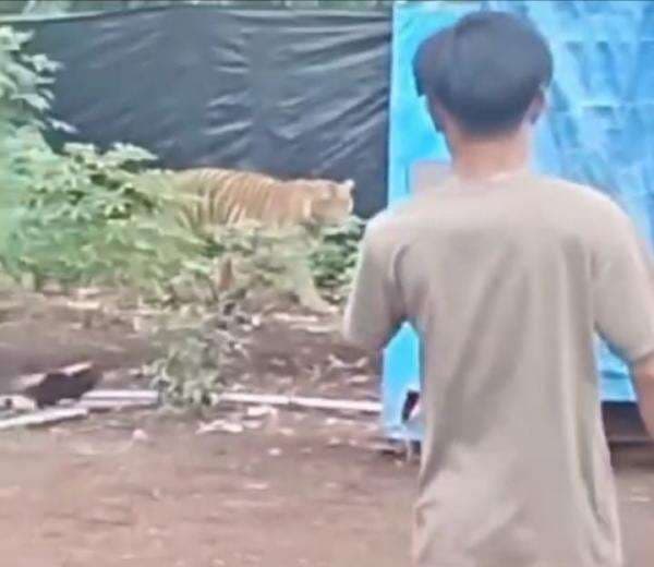 Harimau Buas Muncul Permukiman di Pelalawan, Warga Malah Nekat Merekam dari Jarak Dekat