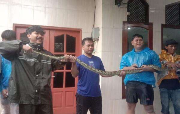 Banjir Surut, Ular Sanca Tiga Meter Gegerkan Warga Kemayoran