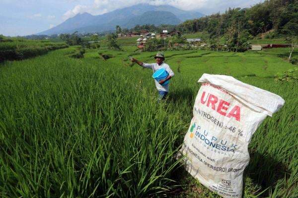 Daftar Pupuk Subsidi 2025, Petani Jangan Sampai Ketinggalan!