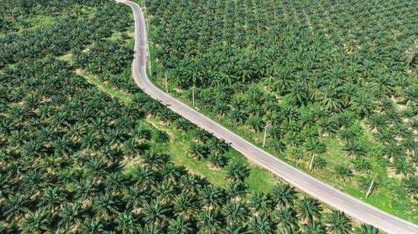 Harga CPO Tergelincir usai Rilis Data MPOB