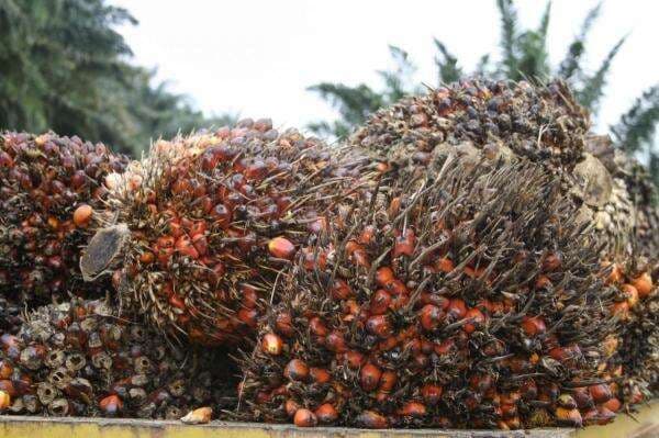 B50 Indonesia dan El Nino Berpotensi Kerek Harga CPO pada Semester II 2026
