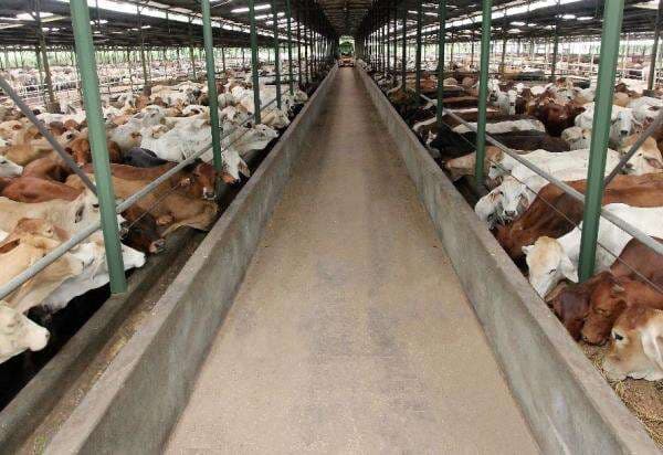 Ditopang Program MBG, WMPP Bidik Kenaikan Pendapatan di 2026