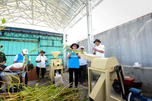 Peluang Ekonomi Baru, Tanam Sorgum Bisa Jadi Pangan dan Sumber Biomassa untuk Pembangkit