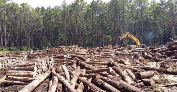 Bareskrim Temukan Ada Illegal Logging di Hulu Sungai Tamiang Aceh