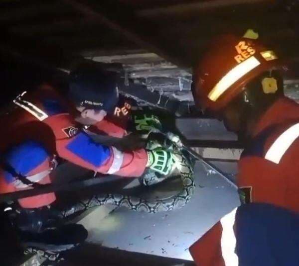 Evakuasi ular piton 3 meter memangsa ayam ternak warga berjalan dramatis pada malam hari