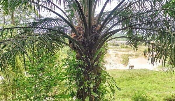 Ini Panduan Industri Sawit RI Penuhi Tuntutan Praktik Berkelanjutan Global