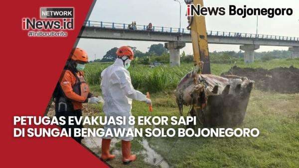 Video - 8 Ekor Sapi Dievakuasi Dari Sungai Bengawan Solo Bojonegoro, Diduga Terkait Wabah PMK